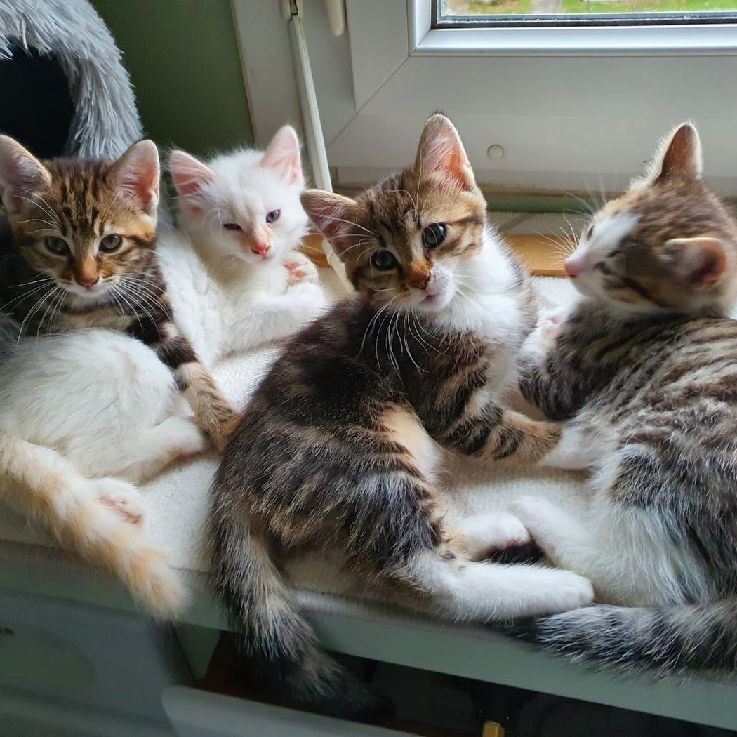 Entraide Chats Villejuif 2